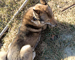 Собаки в Таганроге: В любящие, заботливые руки лайку мальчика Мальчик, 99 руб. - фото 2
