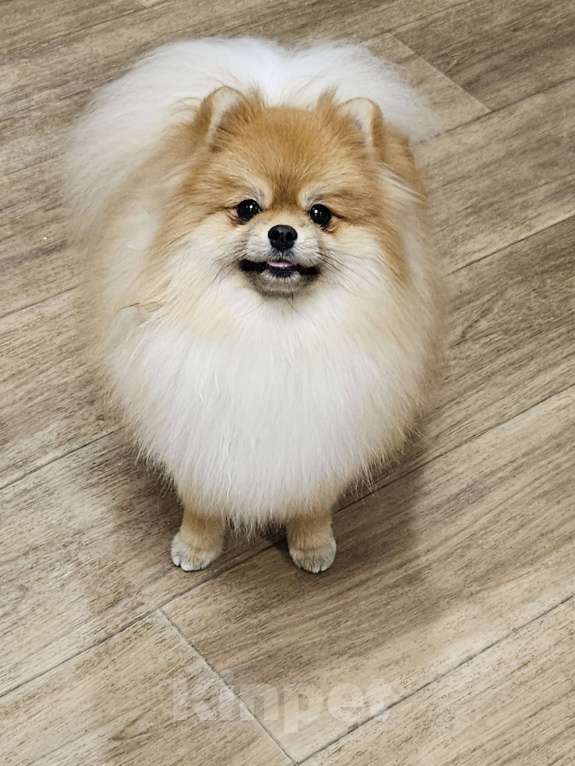 Собаки в Челябинске: Вязка Мальчик, 10 000 руб. - фото 2