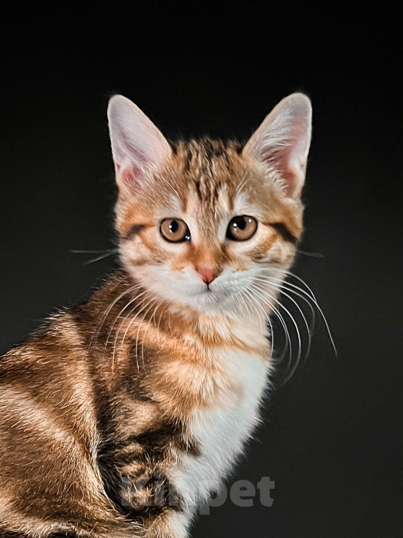 Кошки в Москве: Котята курильского бобтейла короткошерстные  Девочка, Бесплатно - фото 2