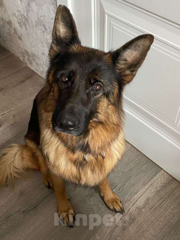 Собаки в Екатеринбурге: Щенки немецкой овчарки Девочка, Бесплатно - фото 2