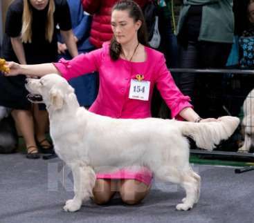 Собаки в Москве: щенки золотистого ретривера Девочка, 70 000 руб. - фото 4
