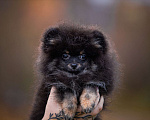 Собаки в Гатчине: Померанский шпиц медвежьего типа Девочка, 35 000 руб. - фото 1