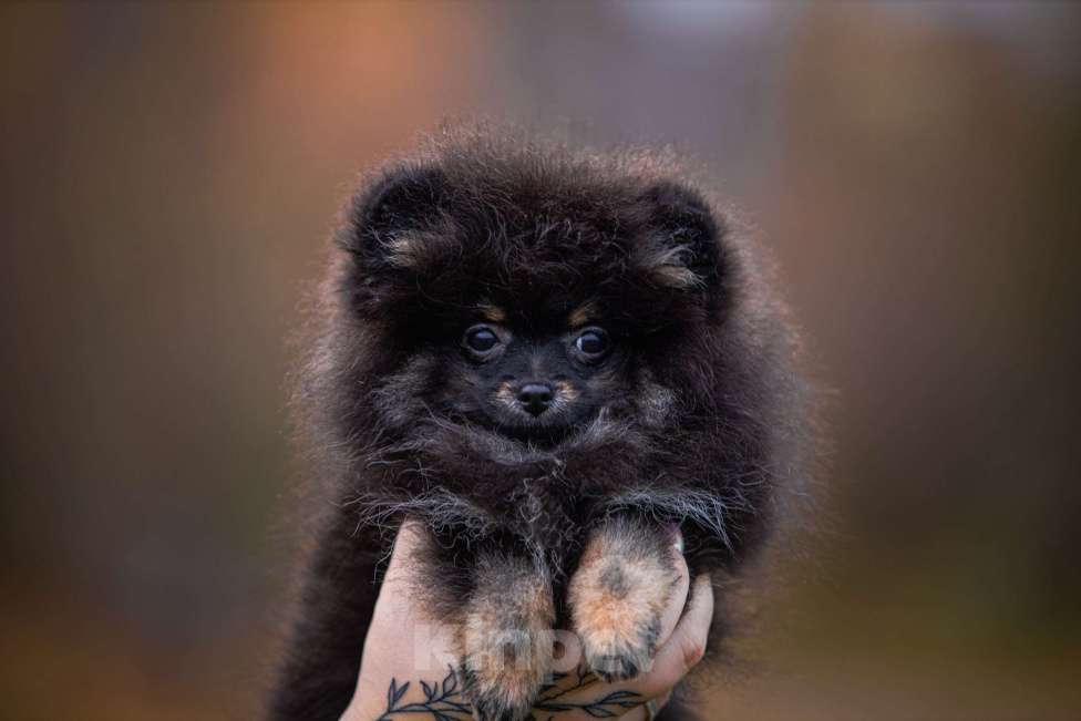 Собаки в Гатчине: Померанский шпиц медвежьего типа Девочка, 35 000 руб. - фото 1