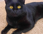 Кошки в Тамбове: Потерялся кот. Пожалуйста, помогите найти Мальчик, 1 000 руб. - фото 1