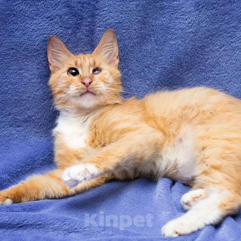 Кошки в Москве: Неужели никогда не полюбят? Мальчик, Бесплатно - фото 3