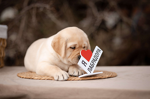 щенки в питомнике Астер Либерти Лабро