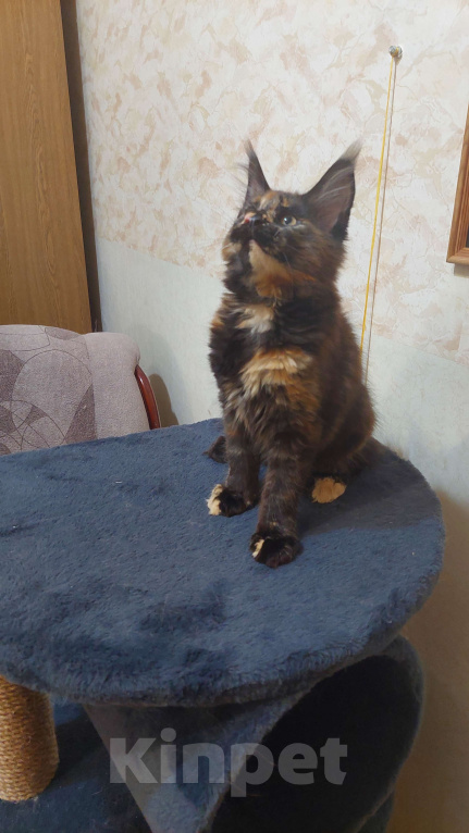 Кошки в Озерске: Кошечка в оригинальном окрасе Девочка, 35 000 руб. - фото 1