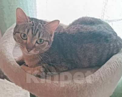Кошки в Новосибирске: Отдам кошечку в добрые руки Девочка, Бесплатно - фото 7