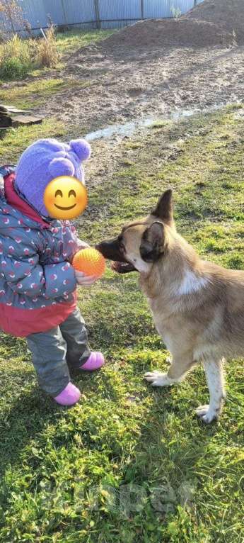 Собаки в Москве: Алиса ищет дом Девочка, Бесплатно - фото 6