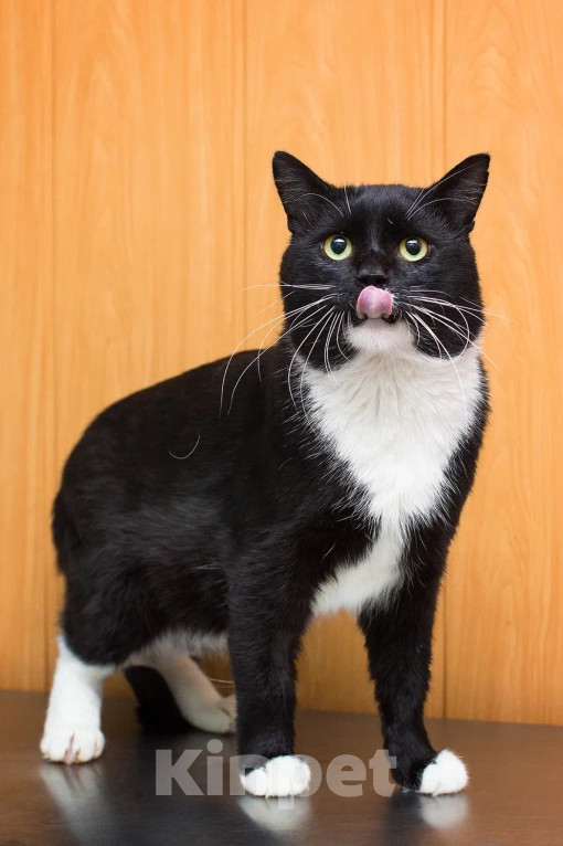 Кошки в Москве: Солидный крупный ласковый кот Шерлок Мальчик, Бесплатно - фото 1