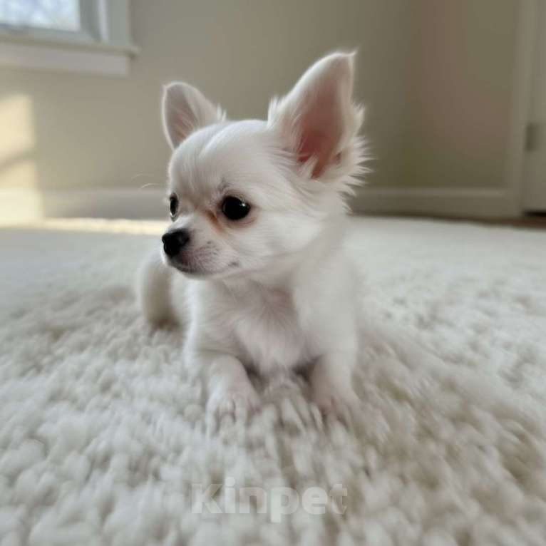 Собаки в Москве: Чихуахуа мини мальчик дш Мальчик, 80 000 руб. - фото 3