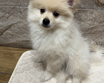Собаки в Ижевске: Померанский шпиц щенок Мальчик, 19 000 руб. - фото 2