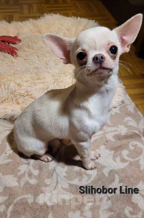 Собаки в Москве: Чихуа белая девочка Девочка, Бесплатно - фото 2