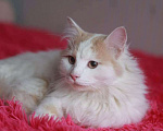 Кошки в Малоархангельске: Котик Белый, 77 руб. - фото 1