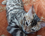 Кошки в Чусовой: Бенгальские котята, 15 000 руб. - фото 2