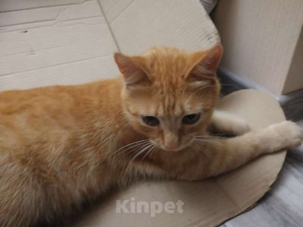 Кошки в Симферополе: добрый, общительный, рыжий кот 1,5 года, с переноской, паспортом и лотком , в добрые руки  Мальчик, Бесплатно - фото 2
