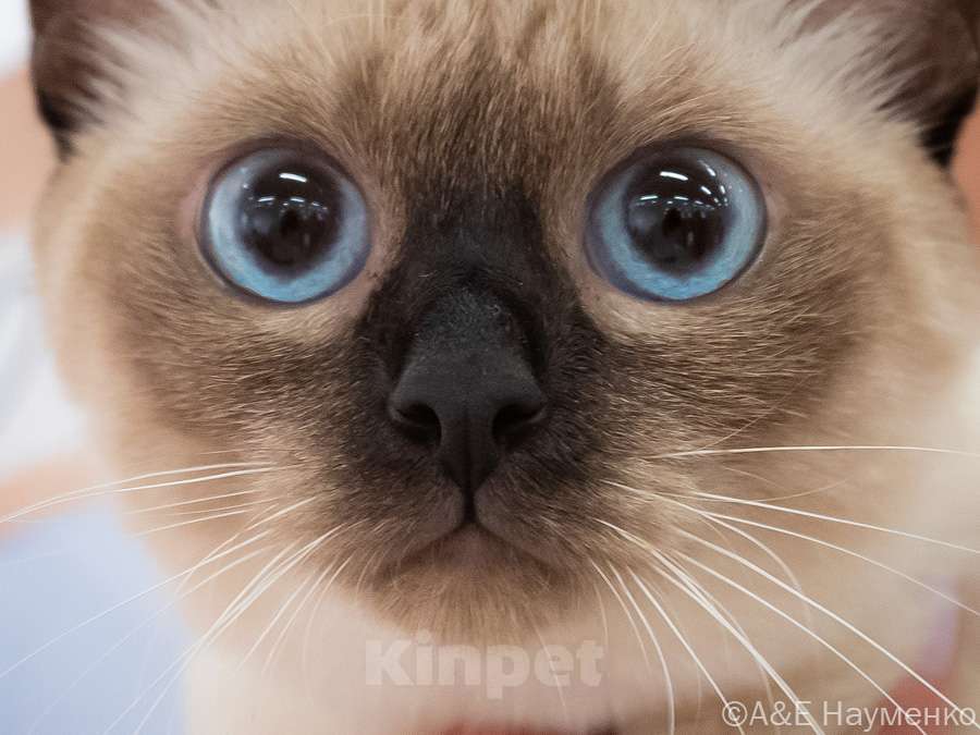 Кошки в Москве: Тайские котята Девочка, 60 000 руб. - фото 1