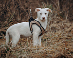 Собаки в Москве: Щенок-девочка, белоснежная красотка в дар Девочка, Бесплатно - фото 4