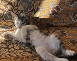 Кошки в Ростове-на-Дону: Котенок в добрые руки Мальчик, Бесплатно - фото 1