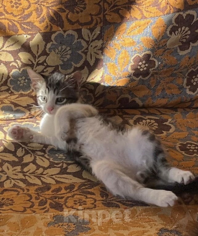 Кошки в Ростове-на-Дону: Котенок в добрые руки Мальчик, Бесплатно - фото 1