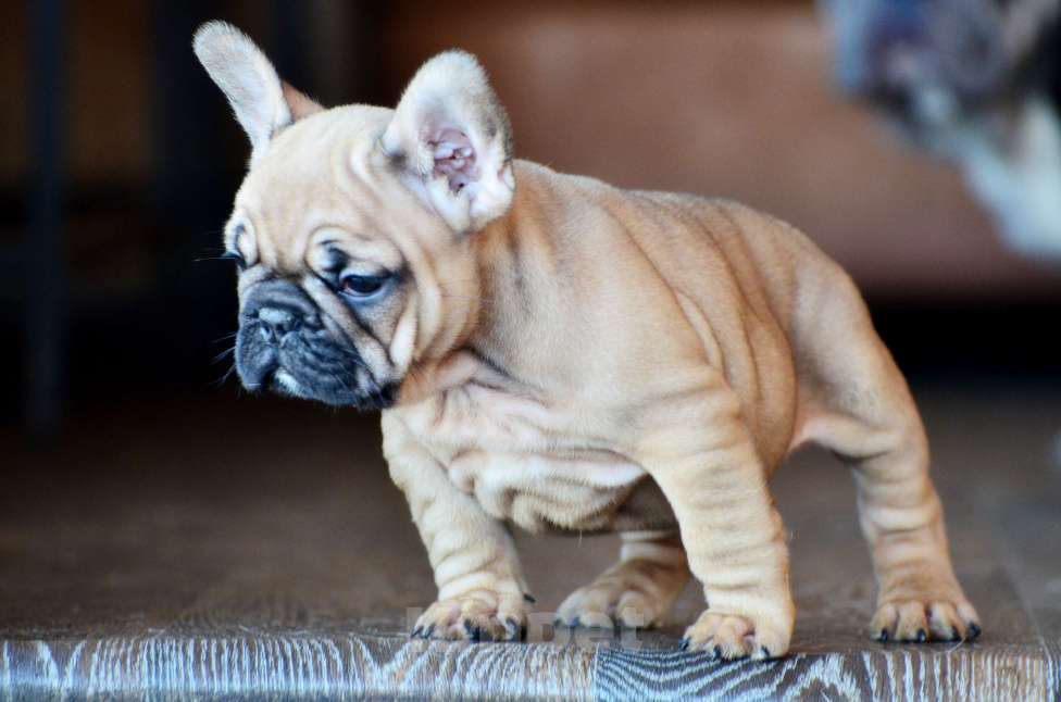 Собаки в Старом Купавне: Очаровательный Пуф Мальчик, 70 000 руб. - фото 2