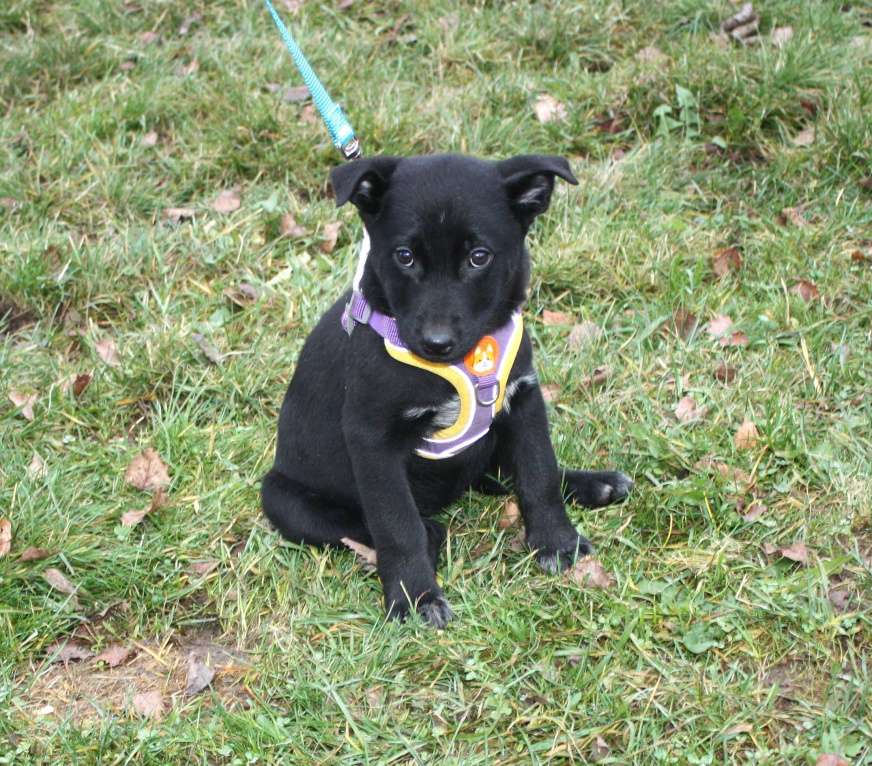 Собаки в Москве: Малышка Масяня ищет свою любимую семью  Девочка, Бесплатно - фото 7