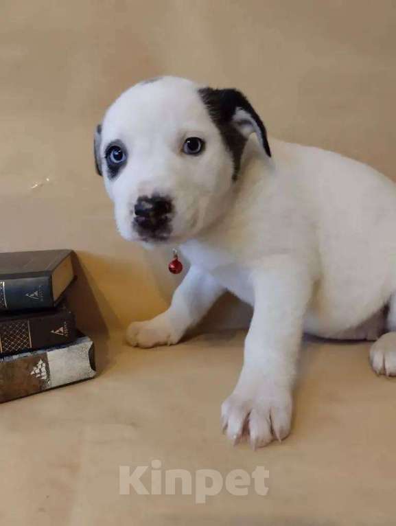 Собаки в Москве: в добрые руки Девочка, Бесплатно - фото 1