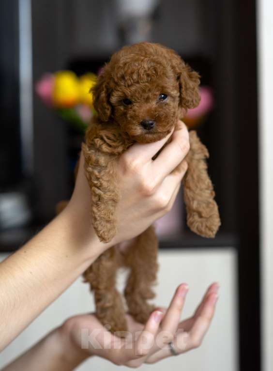 Собаки в Самаре: Продам Разнополые, 80 000 руб. - фото 2
