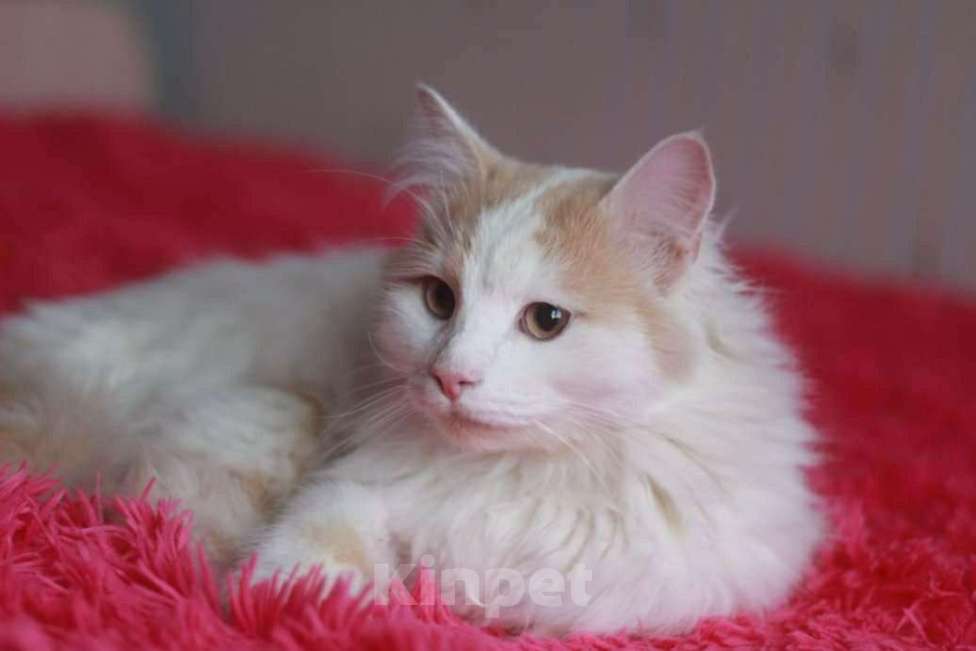 Кошки в Малоархангельске: Котик Белый, 77 руб. - фото 1