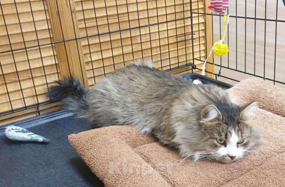 Кошки в Москве: Пушистый котик в добрые руки Мальчик, Бесплатно - фото 6