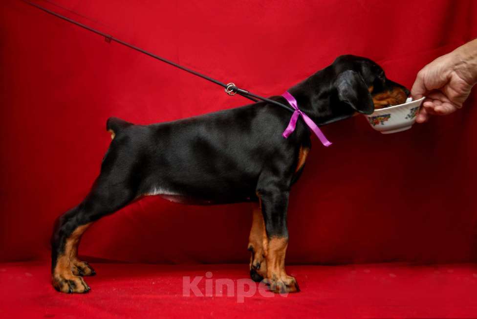 Собаки в Москве: Щенки добермана Девочка, 100 000 руб. - фото 6
