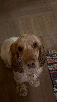 🆘Найдена собака 🆘 предположительно породы спаниель