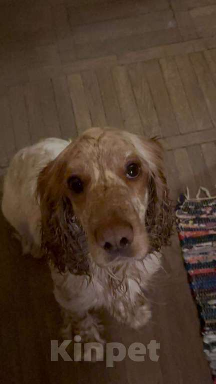 Собаки в Москве: 🆘Найдена собака 🆘 предположительно породы спаниель Мальчик, Бесплатно - фото 1