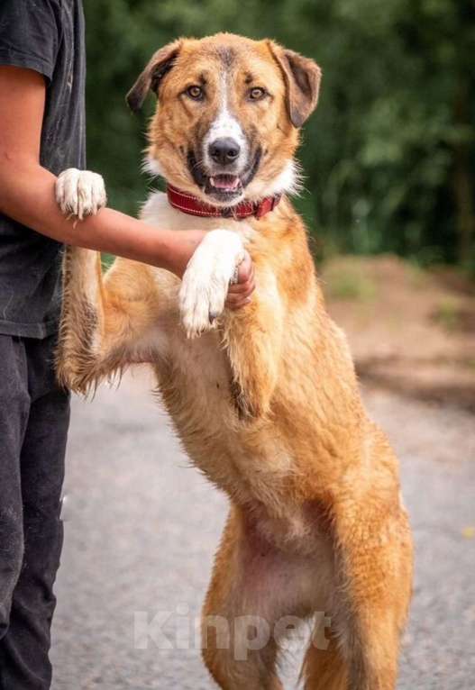 Собаки в других городах Владимирской области: Рыжая принцесса в добрые руки Девочка, Бесплатно - фото 7