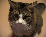 Кошки в Москве: Котик подросток Барсик в добрые руки Мальчик, 1 руб. - фото 1