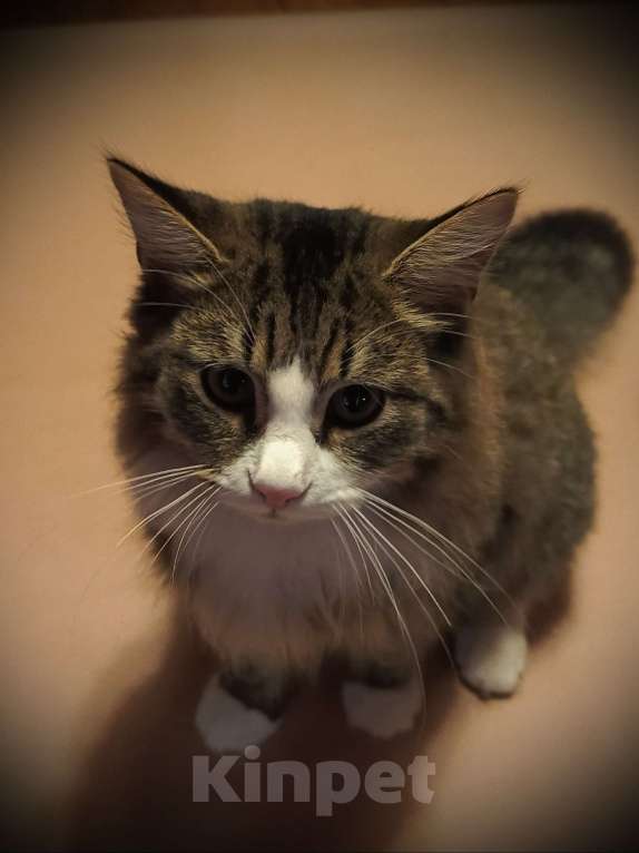 Кошки в Москве: Котик подросток Барсик в добрые руки Мальчик, 1 руб. - фото 1