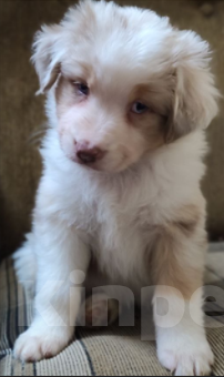 Собаки в Москве: Щенки австралийской овчарки (Аусси) Девочка, Бесплатно - фото 3