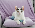 Кошки в Лобне: Котёнок в добрые руки Девочка, Бесплатно - фото 2