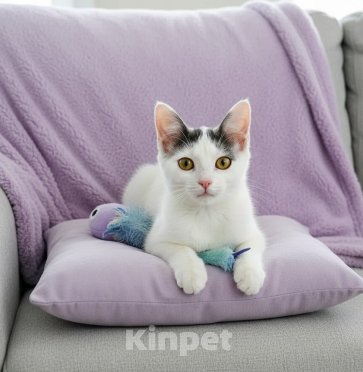 Кошки в Лобне: Котёнок в добрые руки Девочка, Бесплатно - фото 2