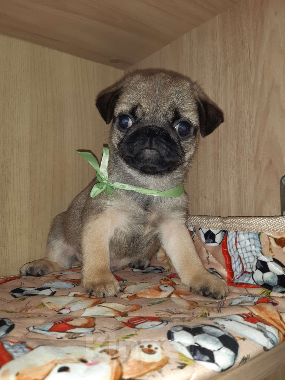 Собаки в Новосибирске: Мопс мальчик 3 мес Мальчик, 45 000 руб. - фото 2