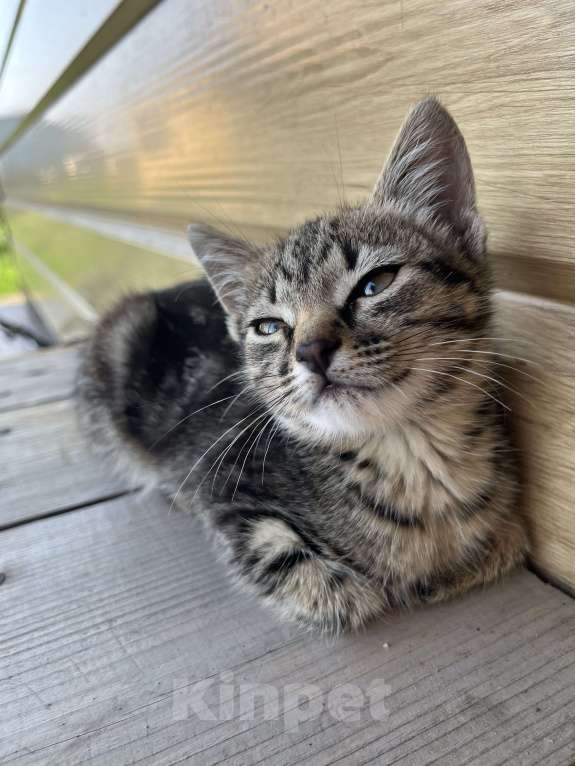 Кошки в Салавате: Котенок-девочка ищет дом Девочка, Бесплатно - фото 3