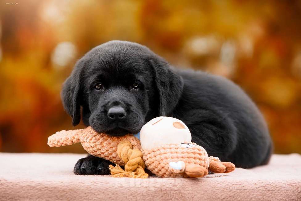 Собаки в Ярославле: Щенок лабрадор,мальчик  Мальчик, 80 000 руб. - фото 3