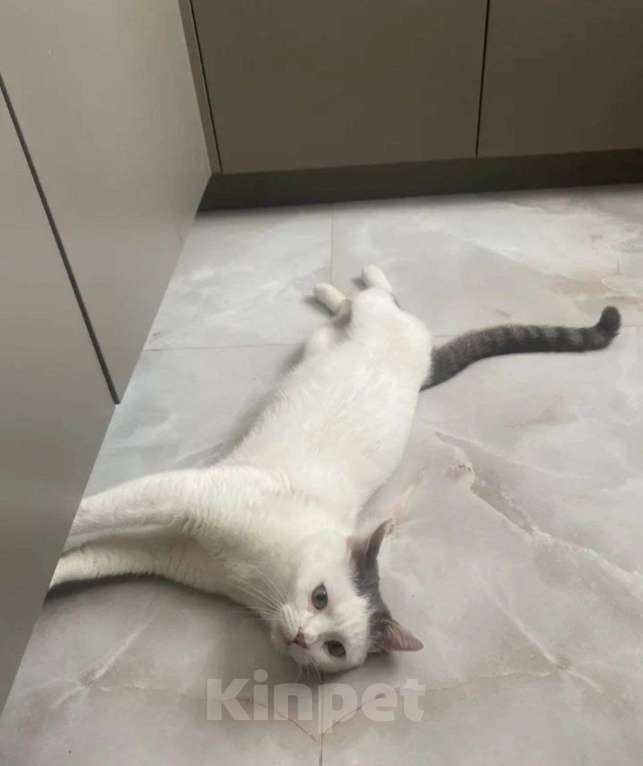 Кошки в Москве: Белый кот с серой “шапочке” Мальчик, Бесплатно - фото 3