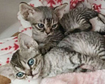Кошки в Санкт-Петербурге: Котенок Девон-рекс 14.04.2025 гр Мальчик, 25 000 руб. - фото 1