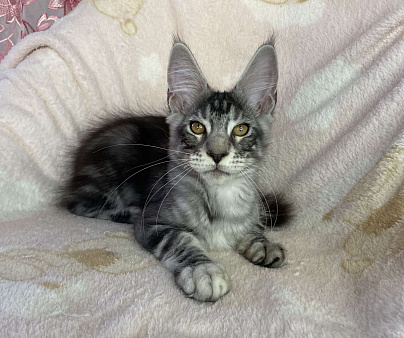 Черный серебристый мраморный мальчик мейн кун Zhak