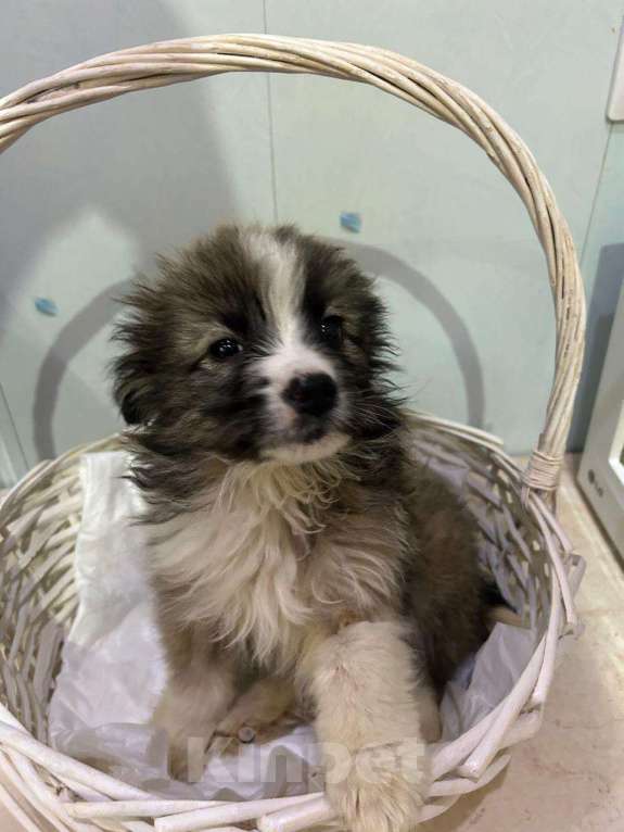 Собаки в Москве: Маленький щенок ищет дом! Девочка, Бесплатно - фото 4