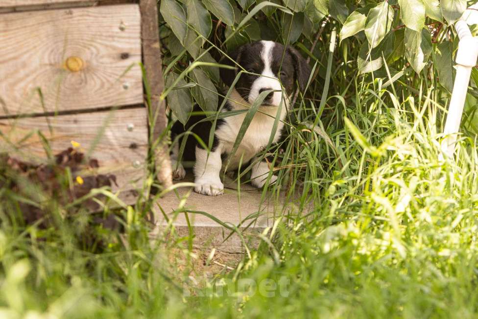 Собаки в Москве: Эндимион вельш корги кардиган триколор окраса. Мальчик, Бесплатно - фото 2