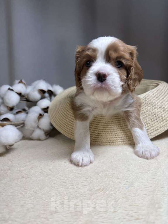 Собаки в Дивногорске: Кавалер Кинг чарльз спаниель Разнополые, 80 руб. - фото 6