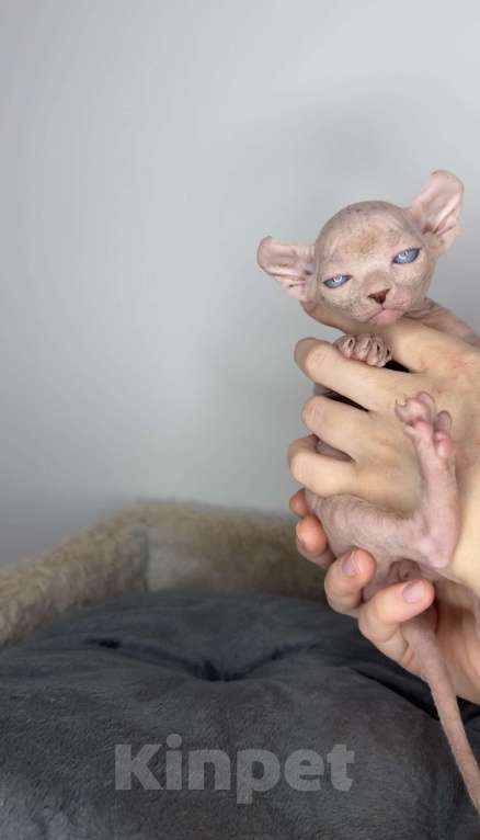 Кошки в Самаре: Котёнок эльф Девочка, 80 000 руб. - фото 1