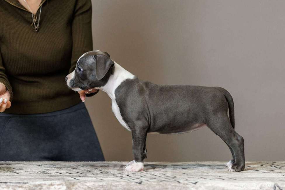 Собаки в других городах Тульской области: Девочка Амстаффа Девочка, Бесплатно - фото 4